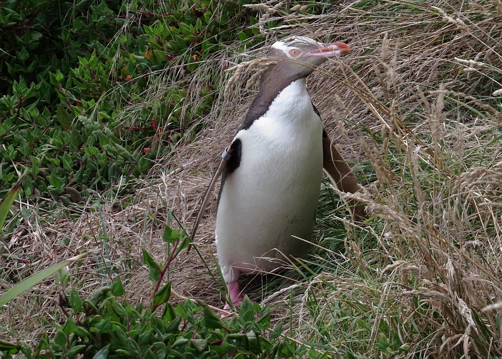 Gelbaugenpinguin bei der Rückkehr